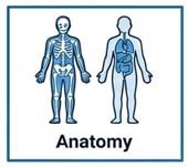 anatomy